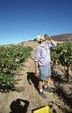 1996-10 Me at Tapteil Vineyard Harvesting